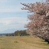 葉桜