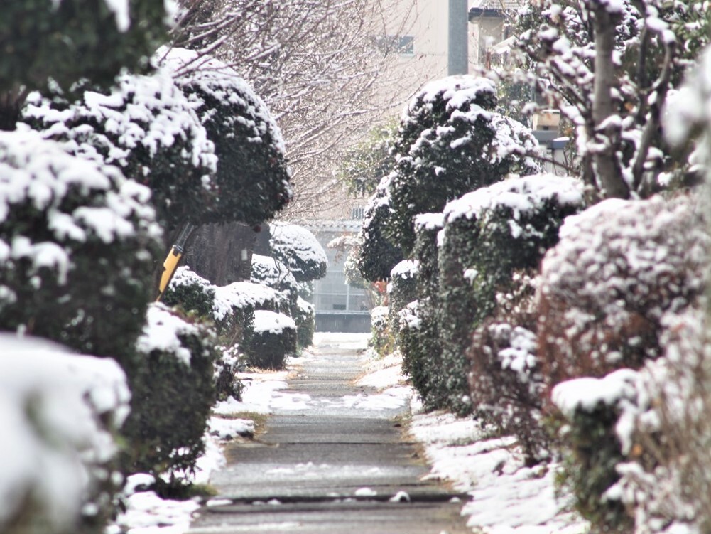 雪の朝