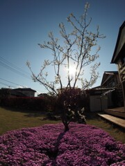 芝桜とジューンベリー