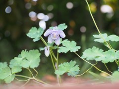 西洋オダマキ