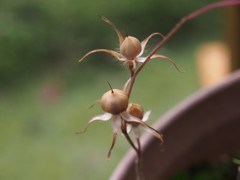 種