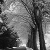 雪の並木道 1