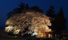 夜桜