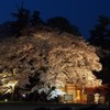 夜桜