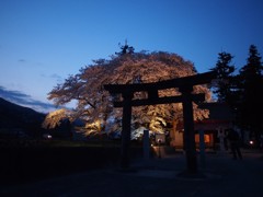 八幡さんの桜