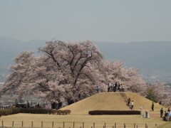 古墳と桜