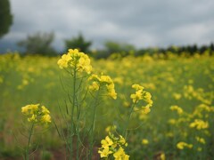 菜花