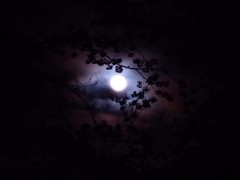 月夜の花見 2