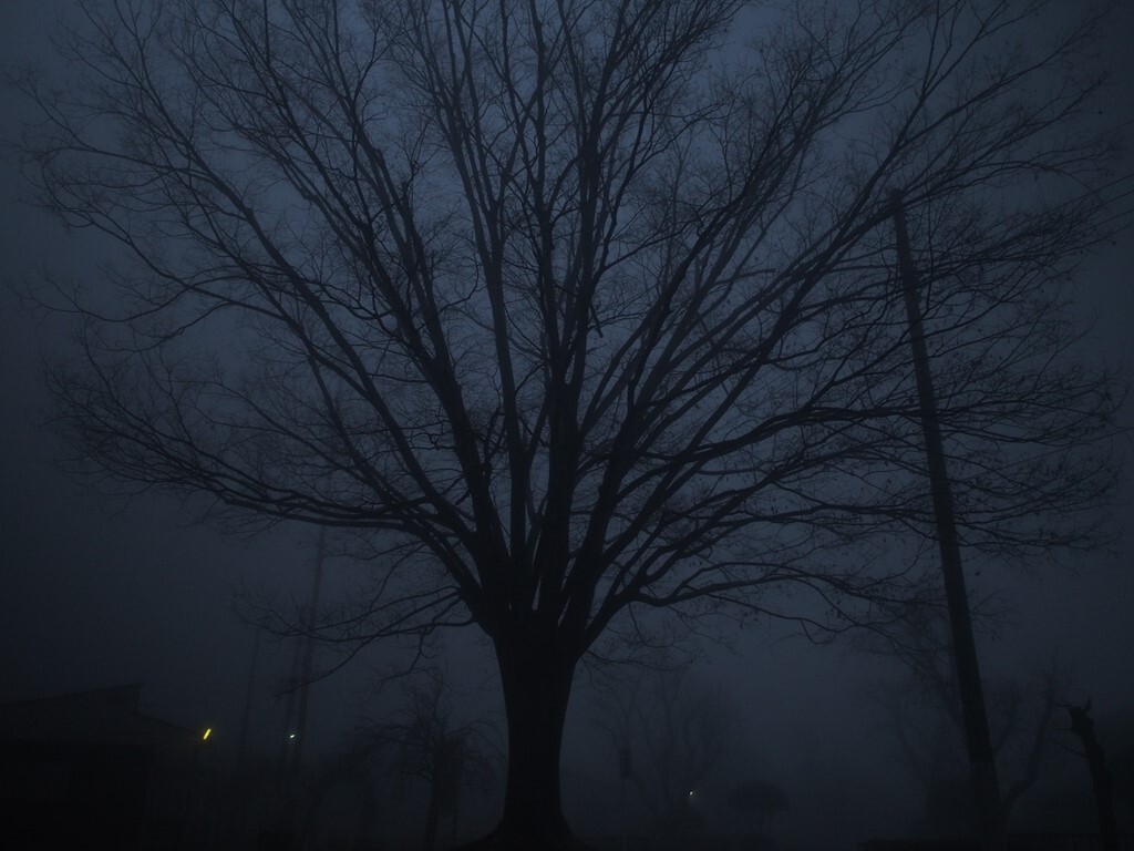 Foggy morning 4