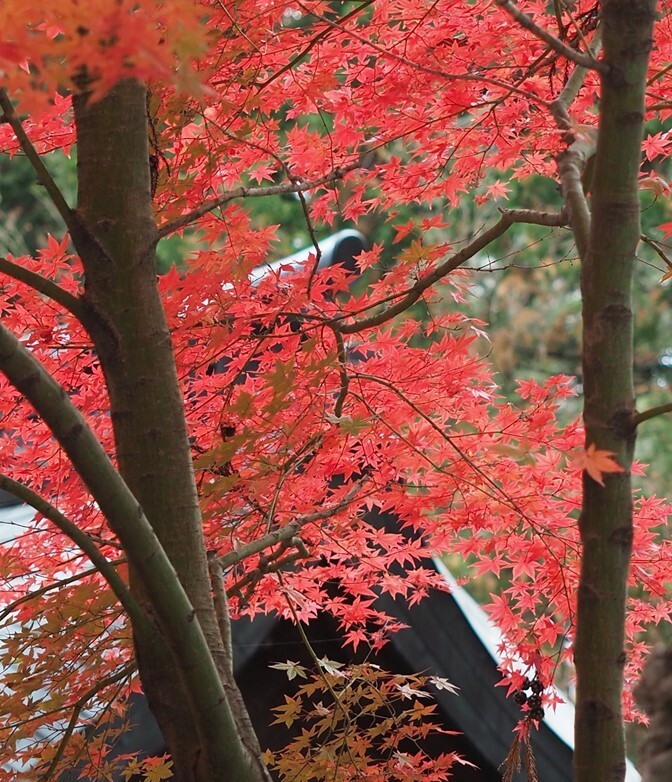 もみじ