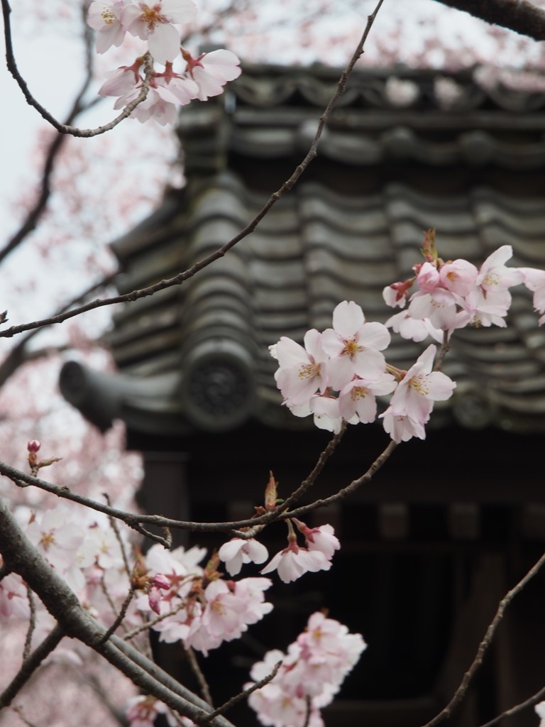 城跡の桜