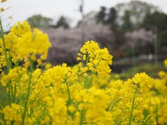 雨模様