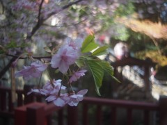 河津桜