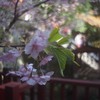 河津桜