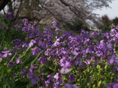 春のお散歩