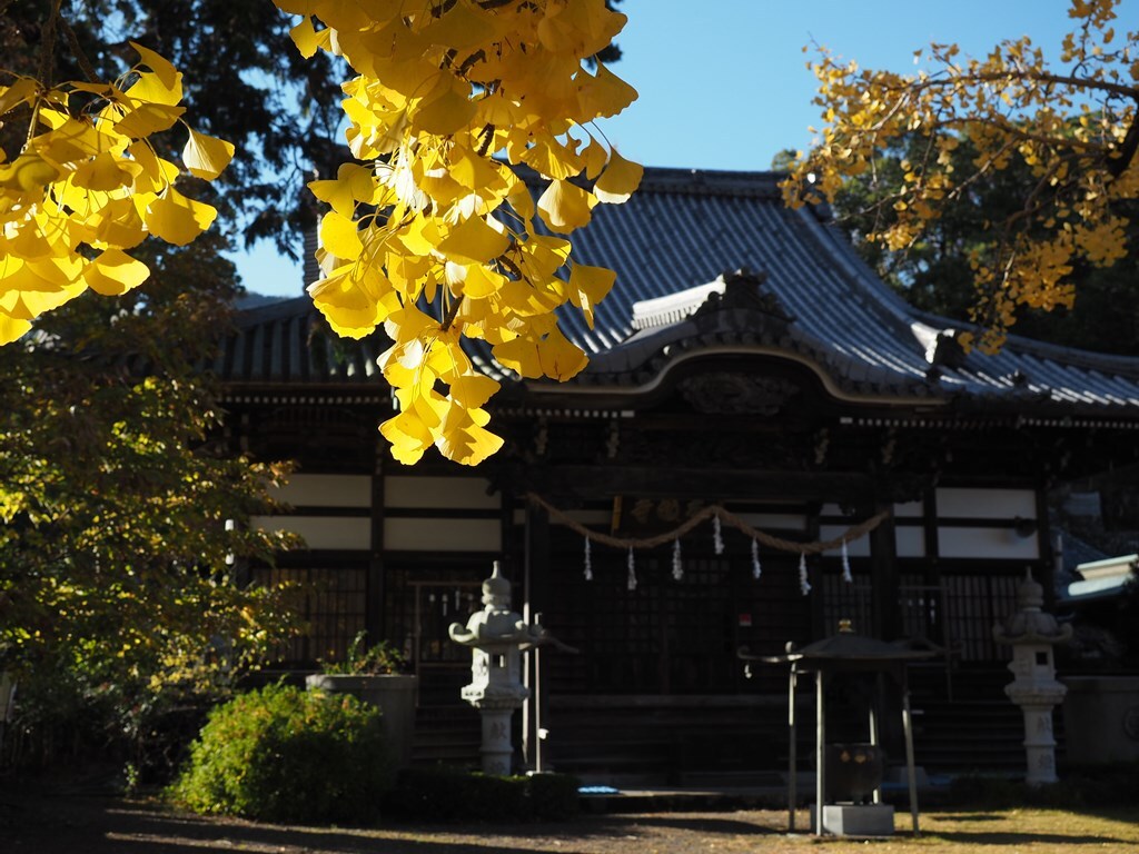 銀杏