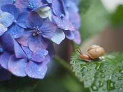 梅雨