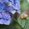 梅雨