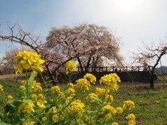 菜の花、桃、桜の競演