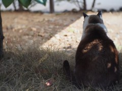 何を想うのか