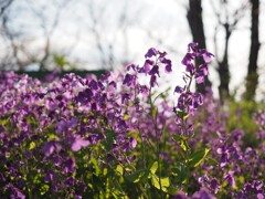 野草