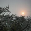 月と桜