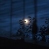 月夜