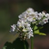 蕎麦の花