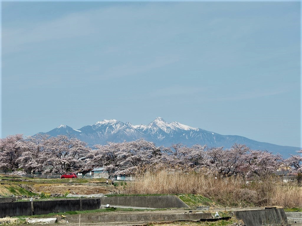 雪山とさくら並木