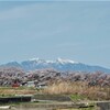雪山とさくら並木