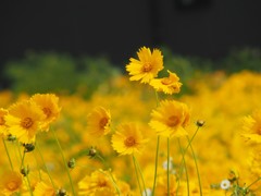 一面の黄色 2