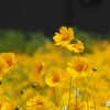 一面の黄色 2