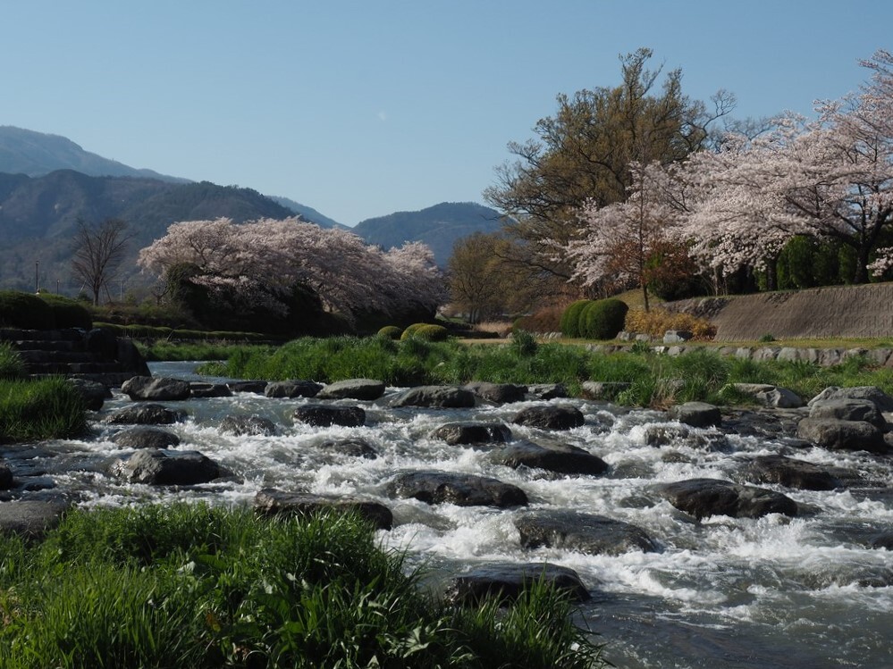 土手の桜