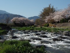土手の桜