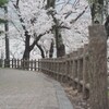 桜 3
