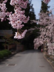 山寺の枝垂れ桜 1