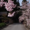 山寺の枝垂れ桜 1