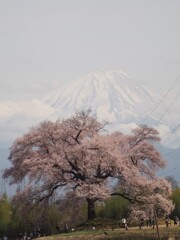 一本桜と富士山 2