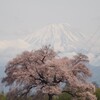 一本桜と富士山 2