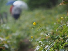 雨の小径