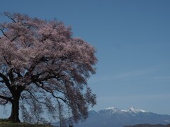 一本桜と雪山 2