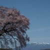 一本桜と雪山 2