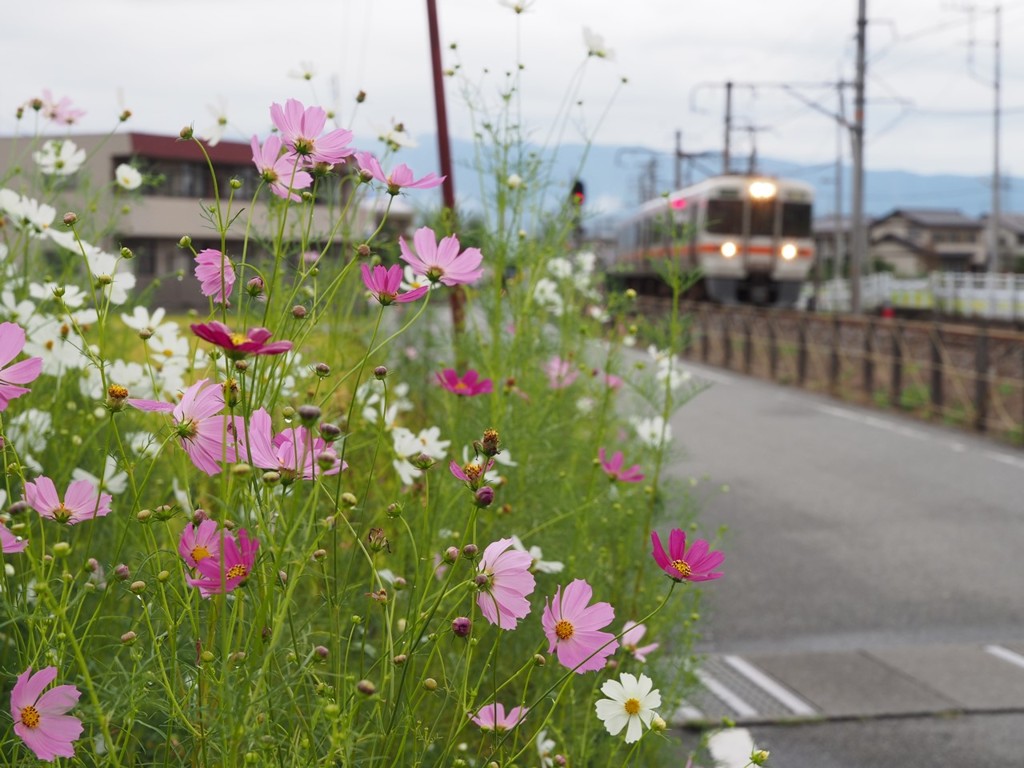 コスモス列車