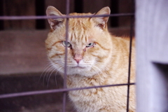 野良のポートレート