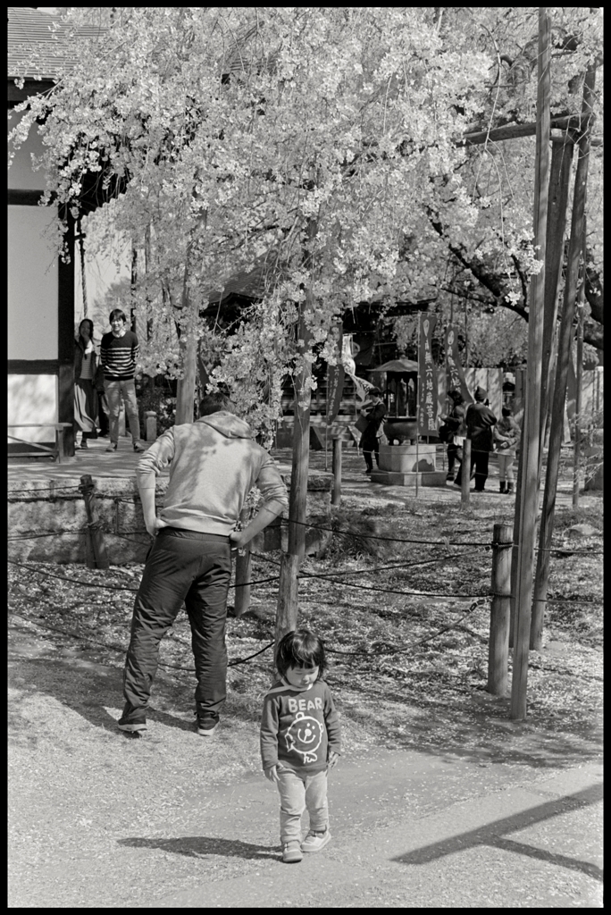 枝垂桜