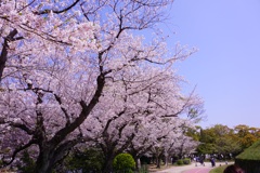 舞鶴公園 桜