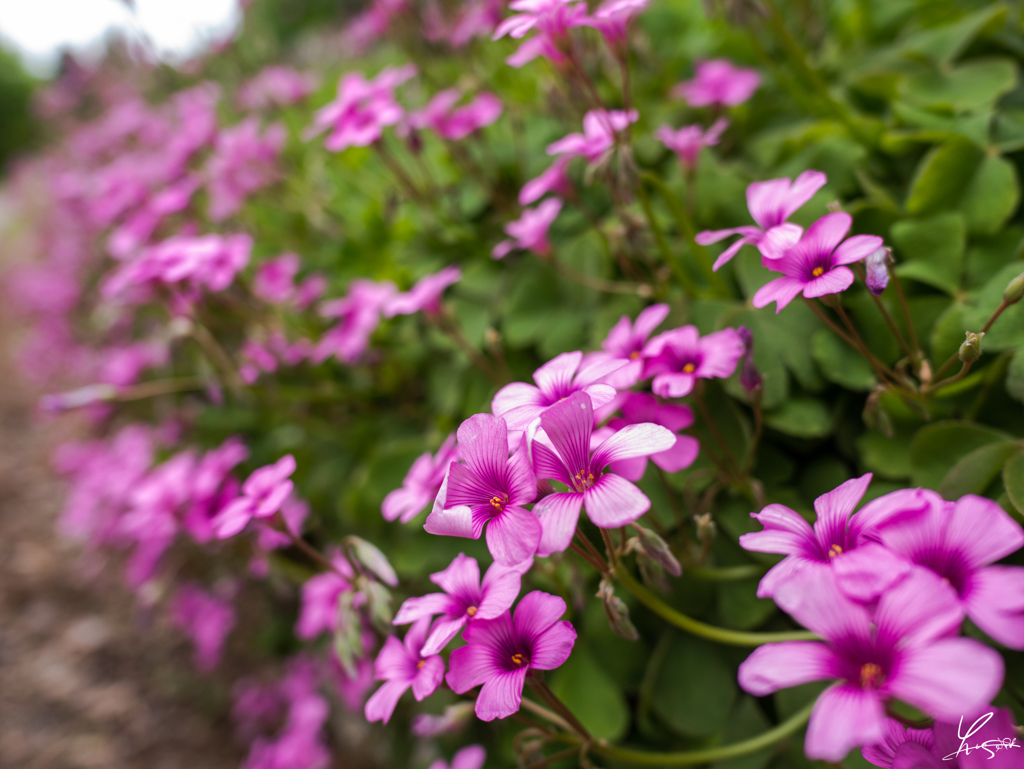 花のみち