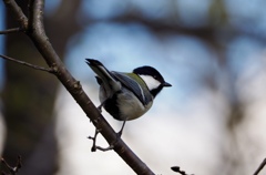 シジュウカラ