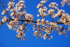 桜と青空