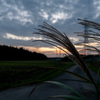 秋の夕方田舎道